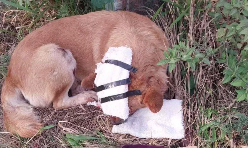 Tutor é preso por agredir cachorro com pedaço de pau em Ribeirão das Neves
