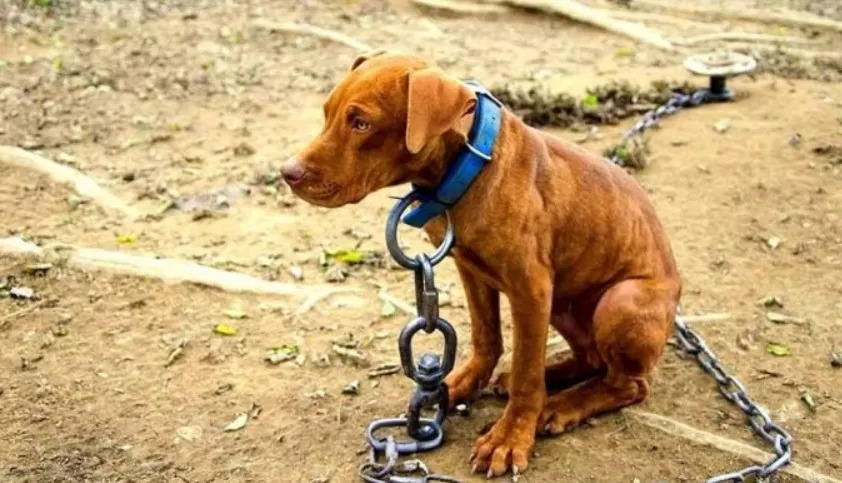 Nova lei em Minas pune com multa de R$ 5 mil quem mantiver animais acorrentados