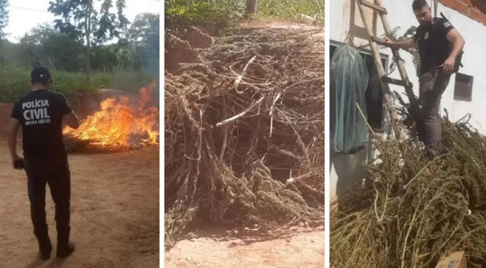 Suspeito de cultivar três hectares de maconha em Minas é preso após operação policial