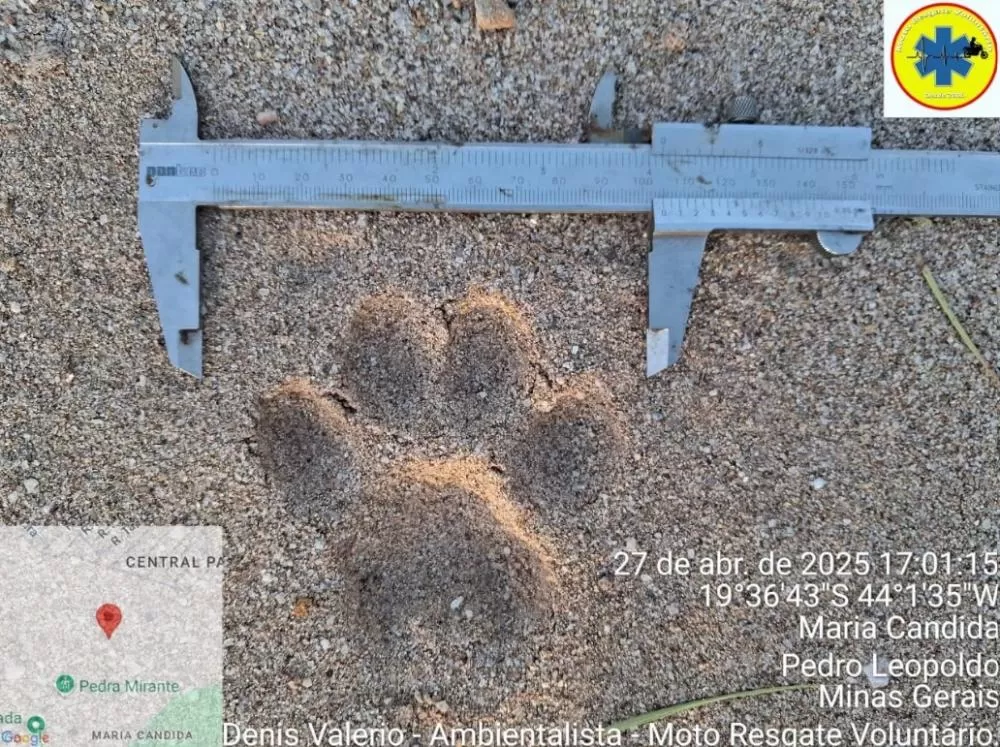 Rastros de felinos silvestres são encontrados em área desmatada em Pedro Leopoldo