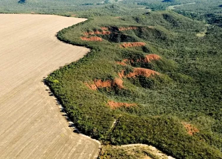 Brasil registra queda no desmatamento em todos os biomas pela primeira vez em seis anos