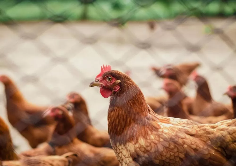 Governo investiga novos casos suspeitos de gripe aviária em granjas de SC e TO