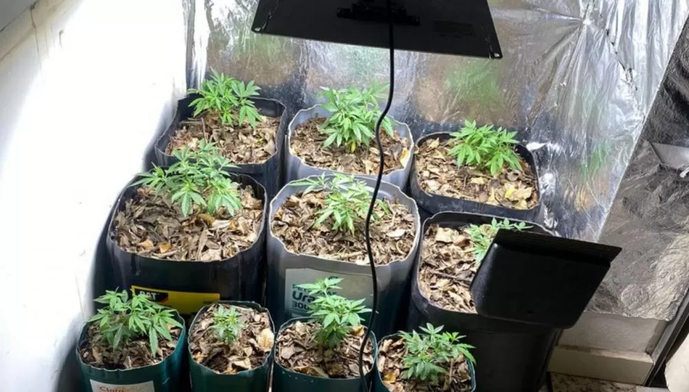Homem é preso com 15 pés de maconha cultivados em apartamento na Grande BH