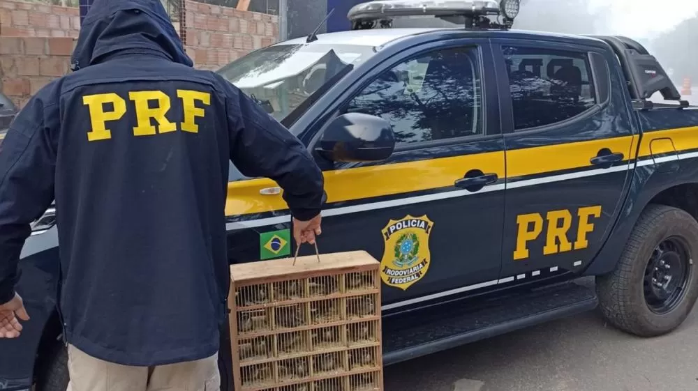 PRF resgata mais de 100 aves silvestres em Minas que seriam vendidas ilegalmente no Rio de Janeiro