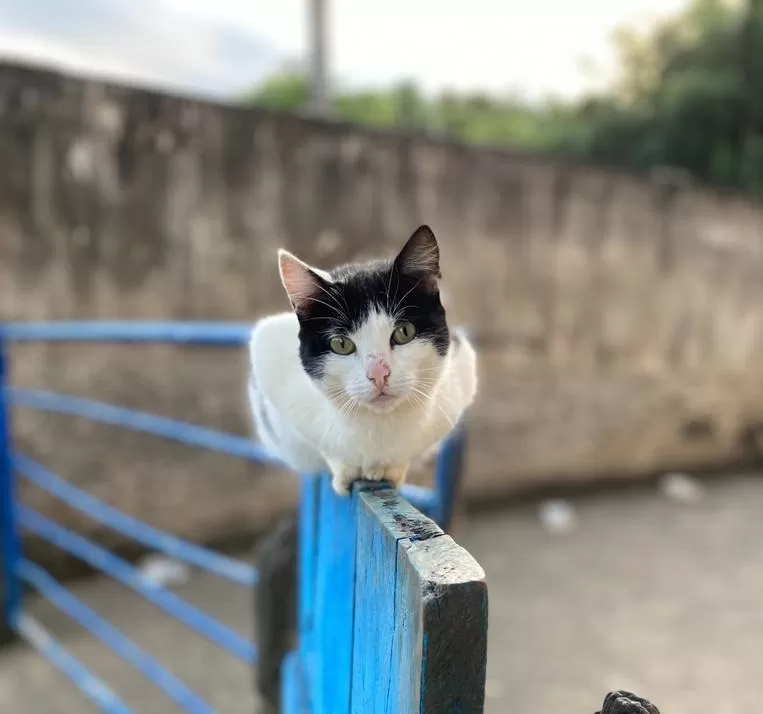 Minas Gerais abre edital para consórcios públicos promoverem microchipagem de cães e gatos