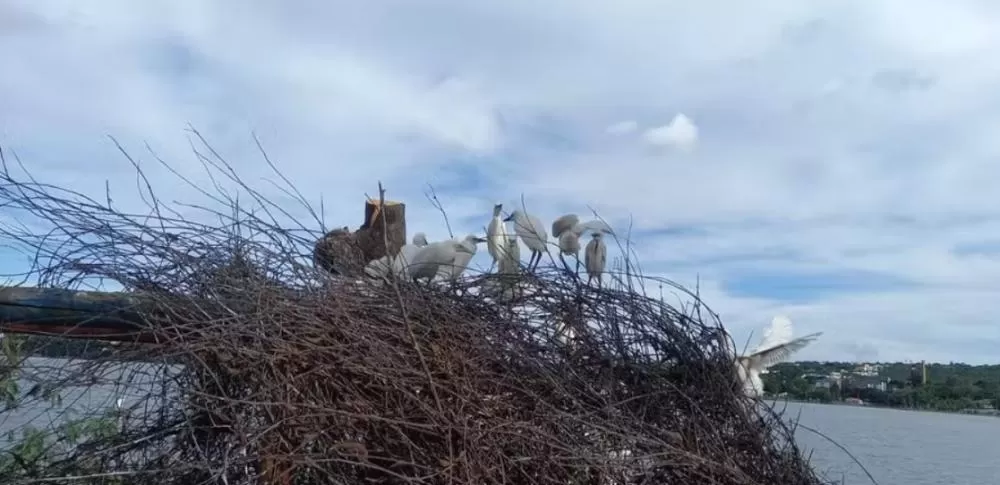Lagoa Santa firma acordo após morte de garças por poda irregular de árvores