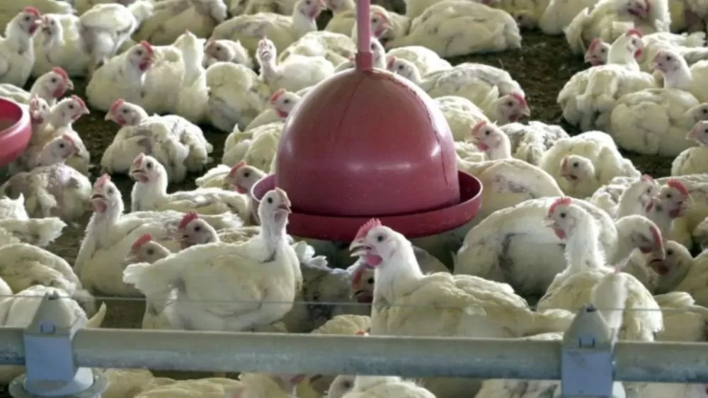 Gripe aviária: após controle sanitário, 17 países retiram restrições à carne de frango brasileira