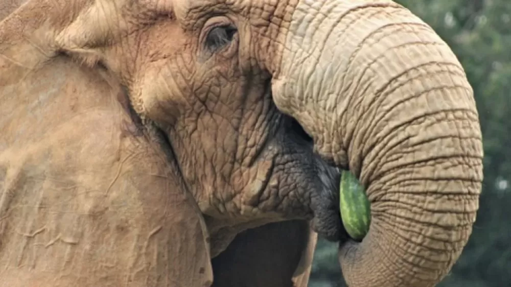 Zoológico de BH perde elefante Jamba