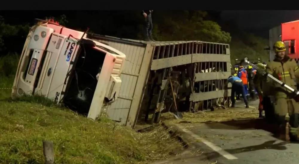 Caminhão com bois tomba no Anel Rodoviário e interdita faixas por quase dez horas em Belo Horizonte