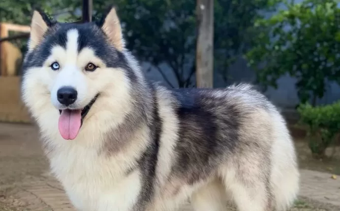 Cão da raça Husky é encontrado morto em saco plástico em Confins; tutora suspeita de crime