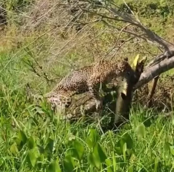 Onça-pintada é flagrada capturando jacaré em registro impressionante no Pantanal