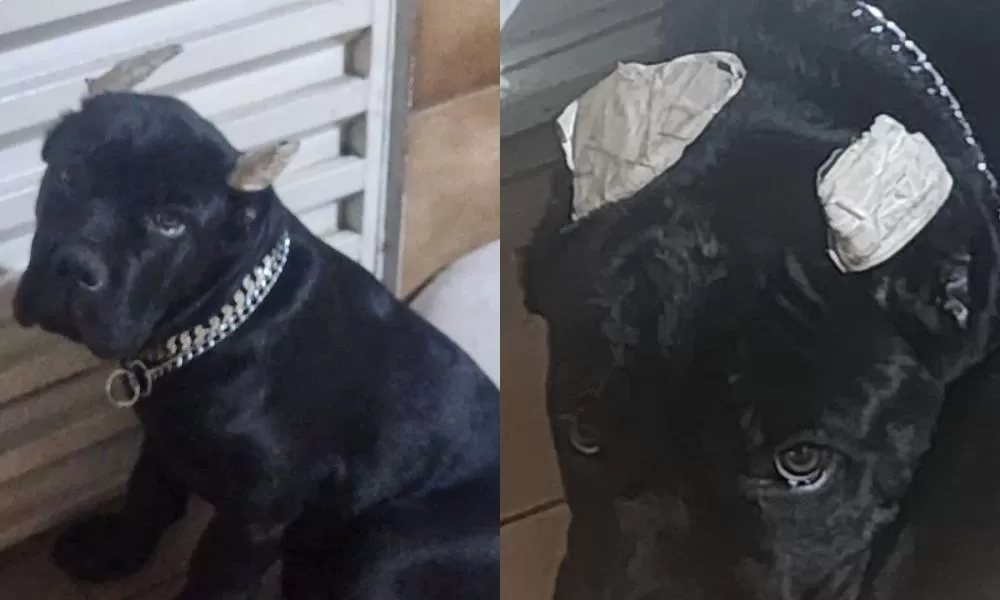 Morador de Contagem é indiciado após divulgar vídeos de maus-tratos a animais