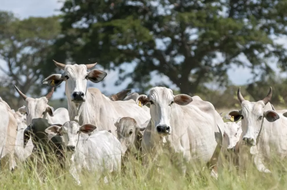 Quadrilha que abatia gado furtado em MG para vender em SP é alvo de operação policial