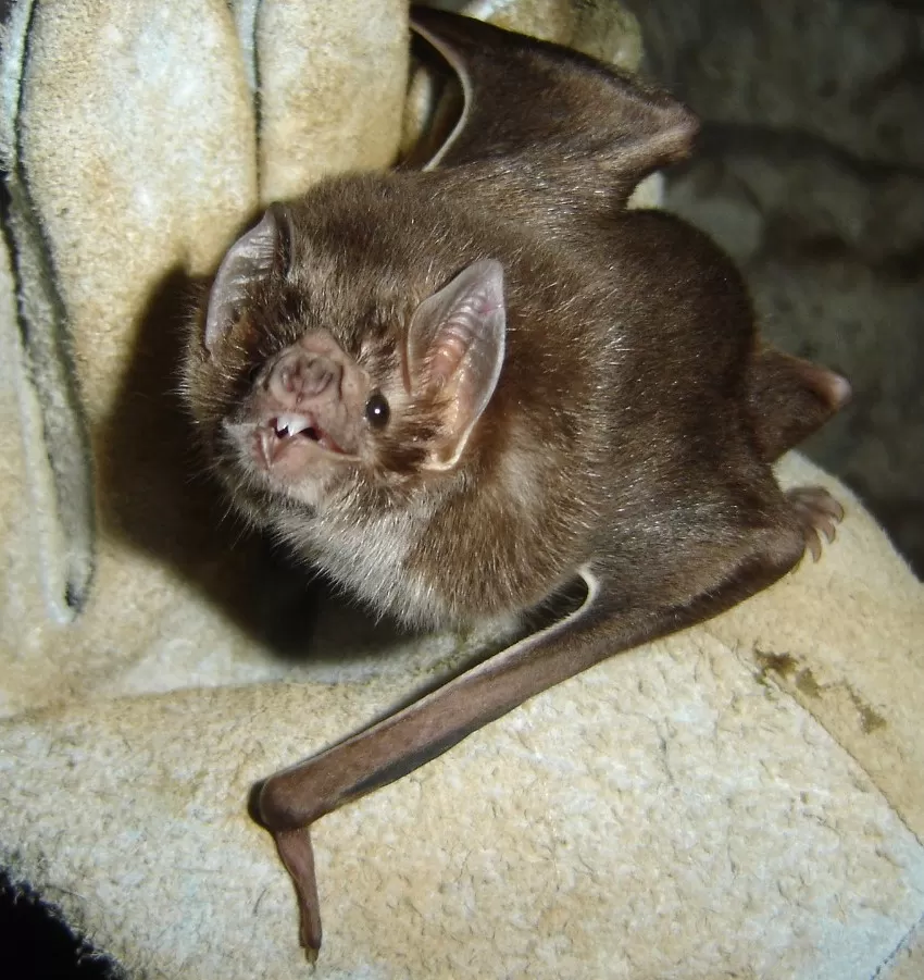 Betim inicia vacinação emergencial contra raiva em cães e gatos após morcego infectado