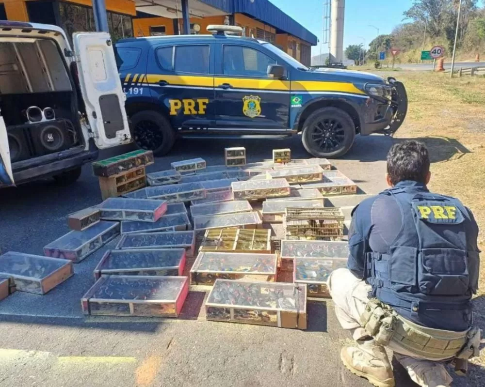 PRF resgata 1.400 aves silvestres transportadas ilegalmente em Sete Lagoas