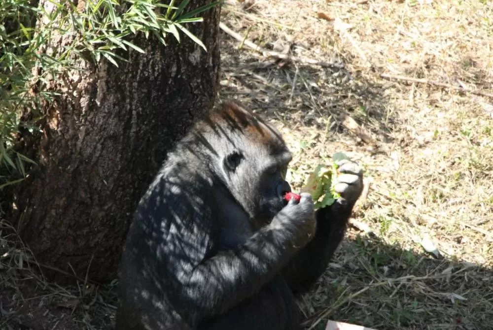 Morango do amor ganha versão especial para gorilas e chimpanzé no Zoológico de BH