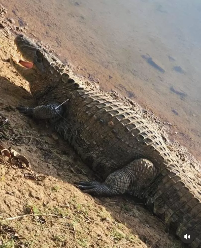 Jacaré é encontrado ferido por arpão na Lagoa Central de Lagoa Santa