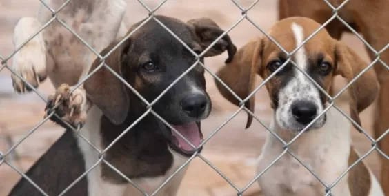 Projeto que restringe comercialização de pets avança em Belo Horizonte