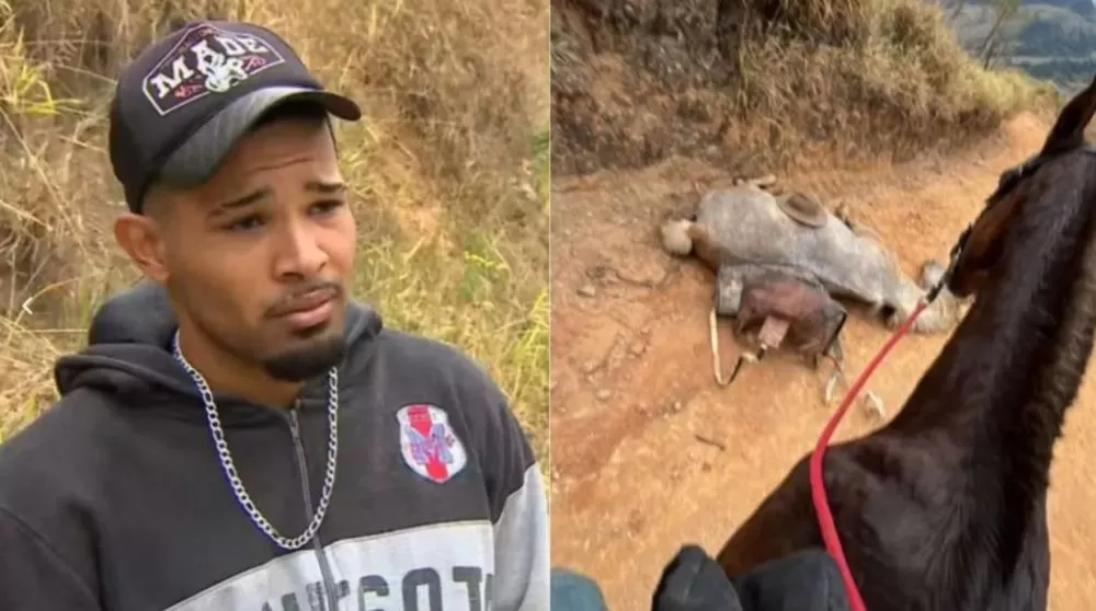 Homem confessa mutilação de cavalo em Bananal e diz ter agido por impulso