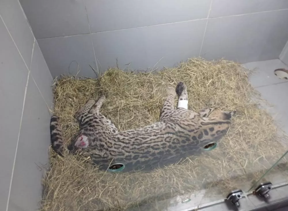 Jaguatirica é resgatada após atropelamento na BR-381 em Minas