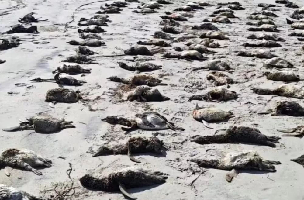 Mais de 350 pinguins-de-magalhães aparecem mortos no litoral de São Paulo