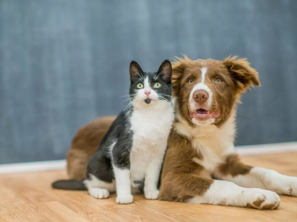 Belo Horizonte recebe evento de adoção de cães e gatos neste sábado
