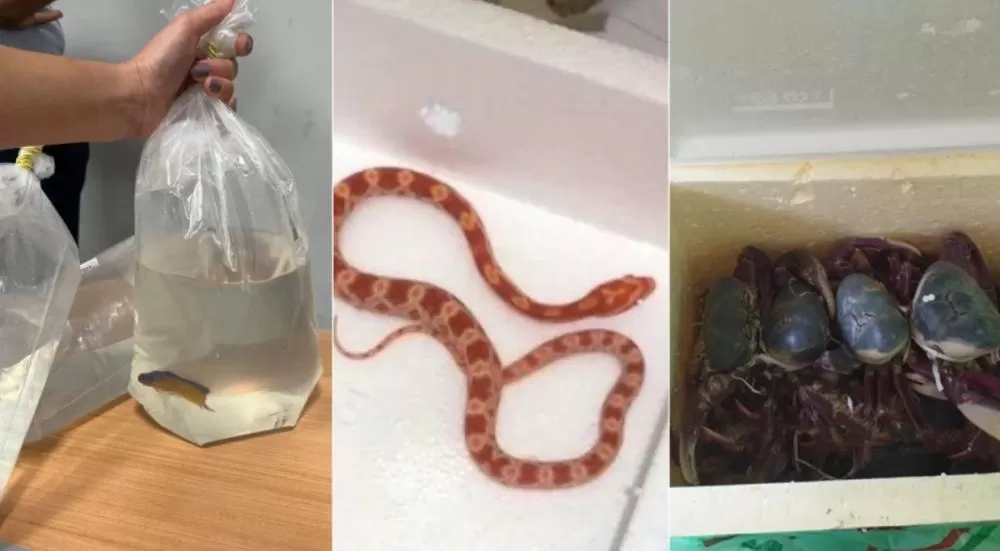 Animais silvestres são apreendidos em tentativas de tráfico no Aeroporto de Confins