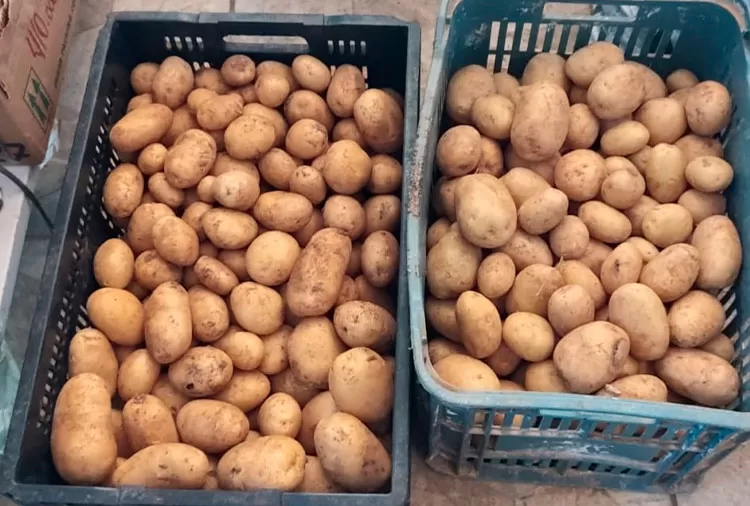 Sete Lagoas dá início a projeto de cultivo de batata-inglesa