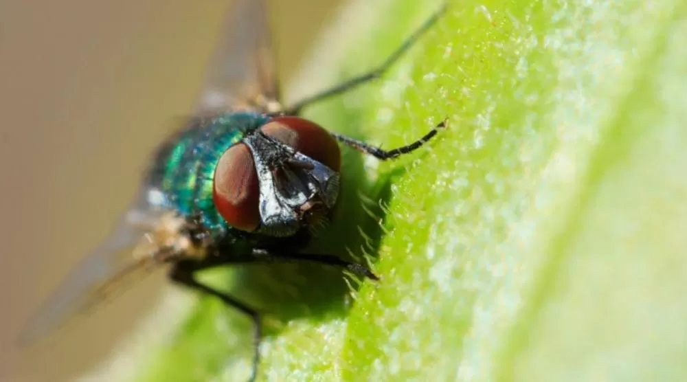 Primeiro caso humano de infecção por mosca carnívora é registrado nos EUA