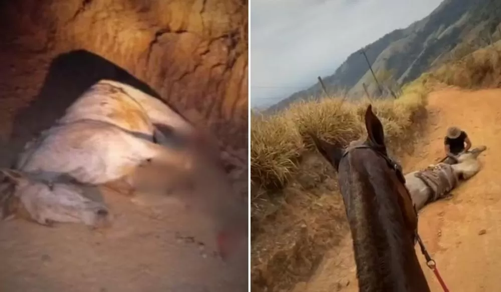 Cavalo mutilado em Bananal estava vivo durante agressão, aponta investigação da Polícia Civil