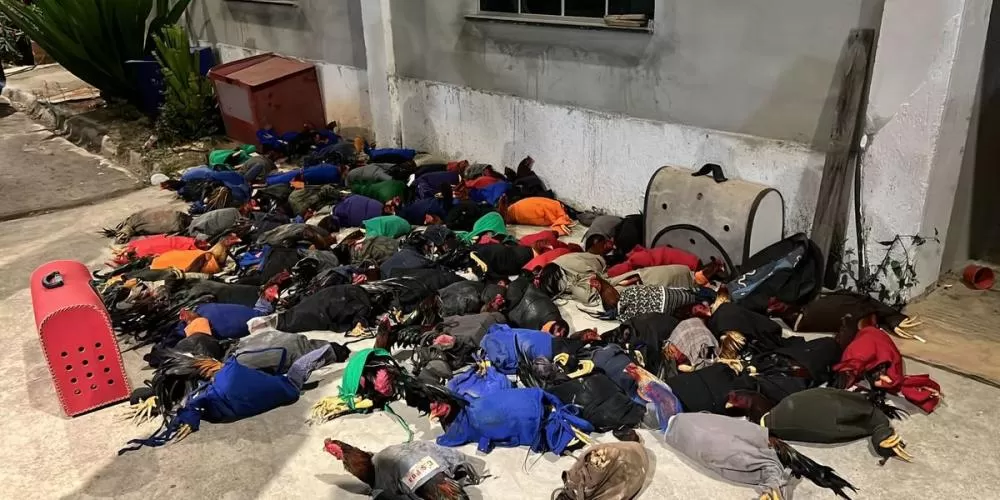 Mais de 140 galos usados em rinhas são apreendidos em Minas