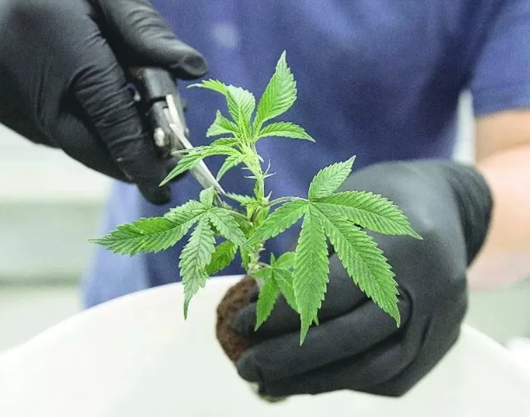 Emenda do PL adia votação sobre uso medicinal da maconha em Minas