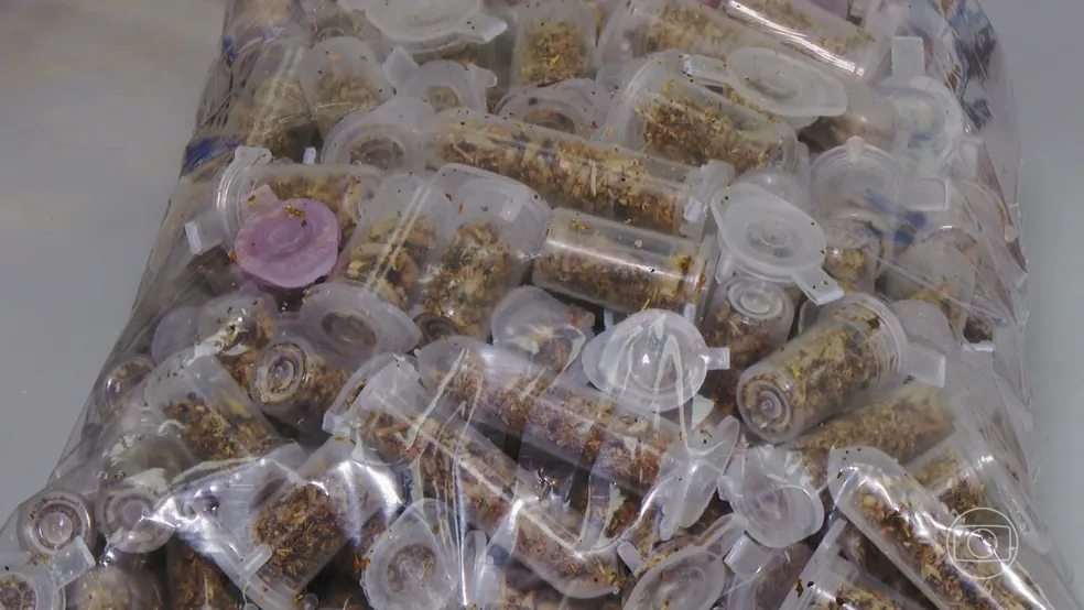 Em dois dias, mais de 100 pontos de drogas K são apreendidos dentro de presídios em Ribeirão das Neves