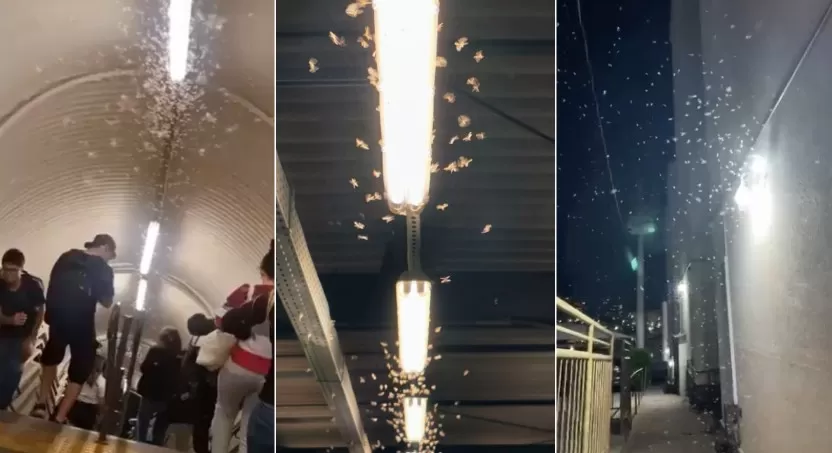 Viu por aí? “Bichinhos de luz” invadem Belo Horizonte e cidades da Região Metropolitana