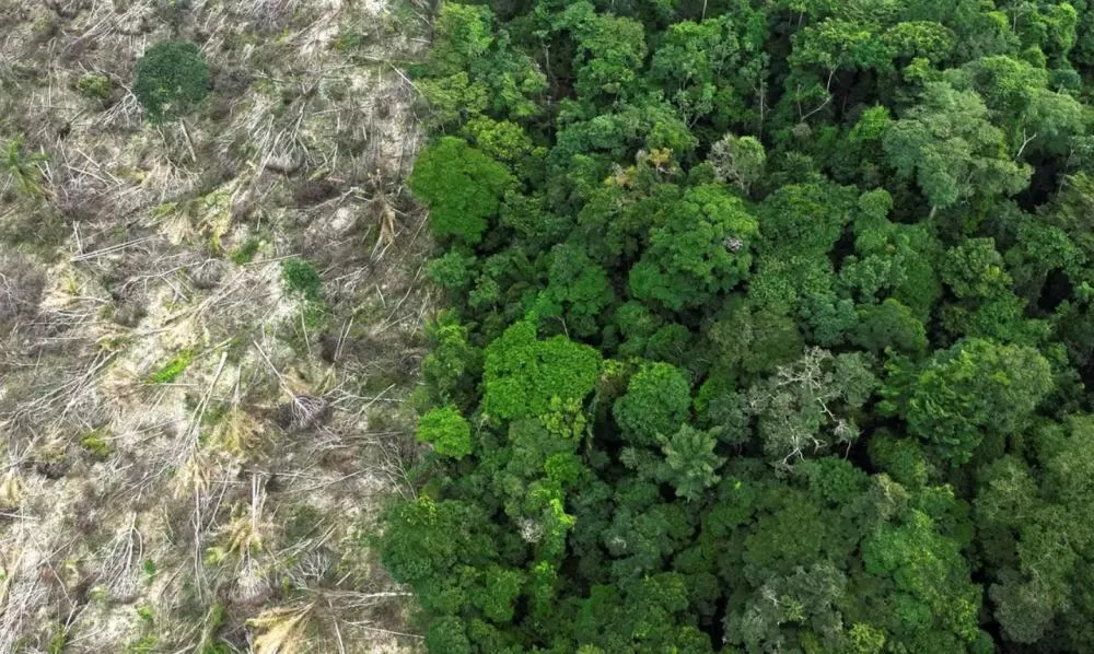 Amazônia perde área de vegetação equivalente ao tamanho da França em 40 anos