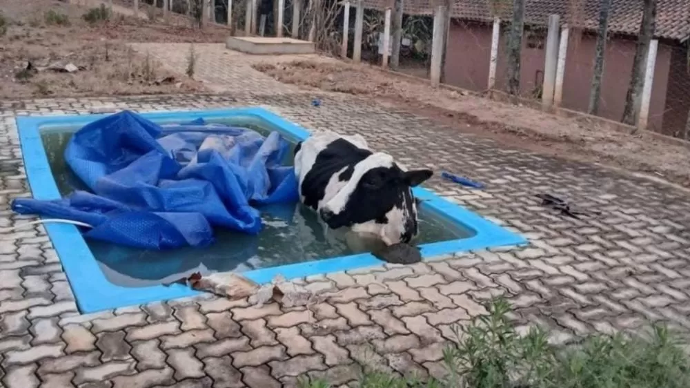 Bombeiros realizam resgate de vaca que mergulhou em piscina em Minas