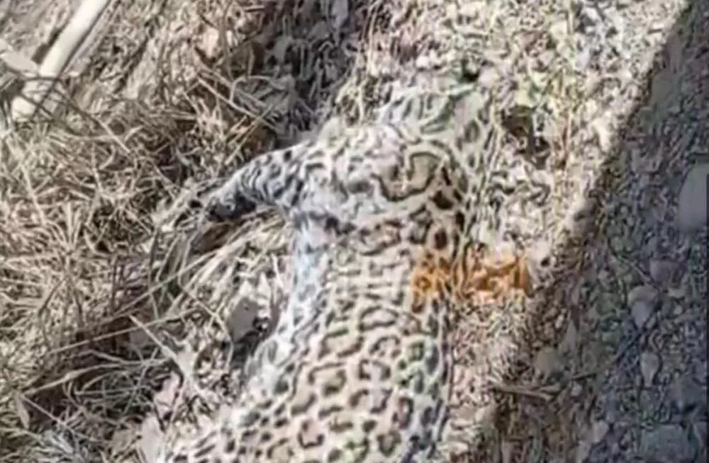 Onça-pintada é encontrada morta em estrada rural de Sete Lagoas