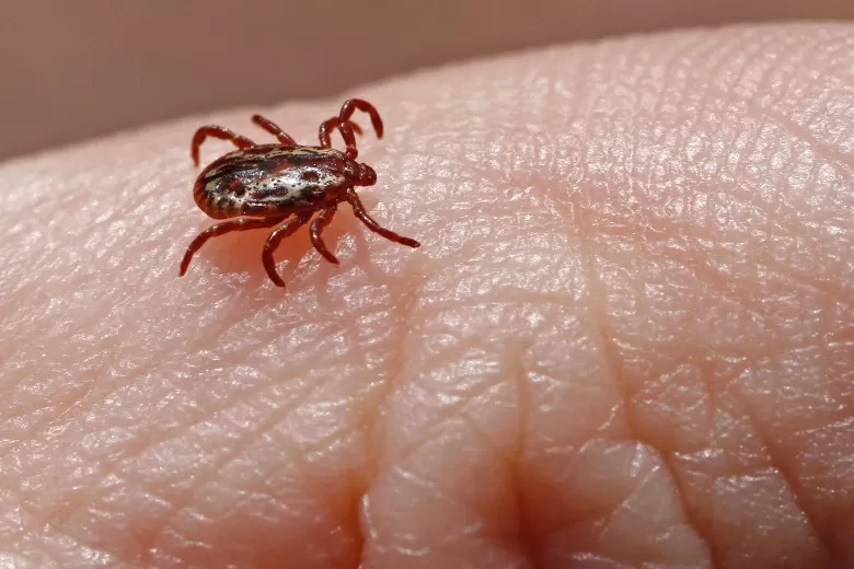 Minas Gerais registra 29 casos de febre maculosa e quatro mortes