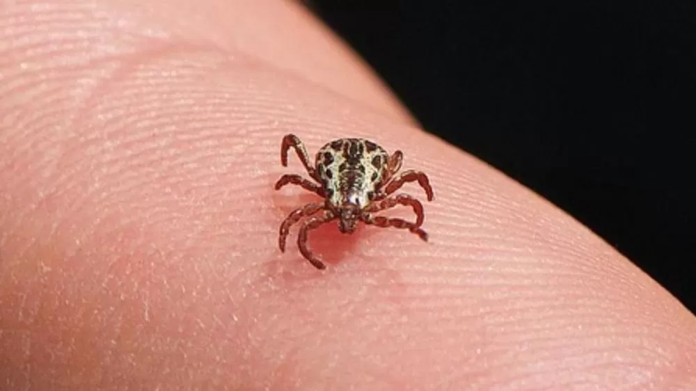 Caeté suspende aulas em escolas públicas após mortes por febre maculosa