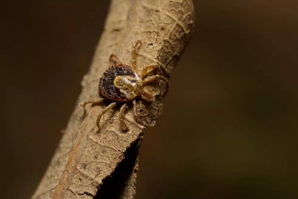 Matozinhos decreta situação de emergência em saúde após segunda morte por febre maculosa